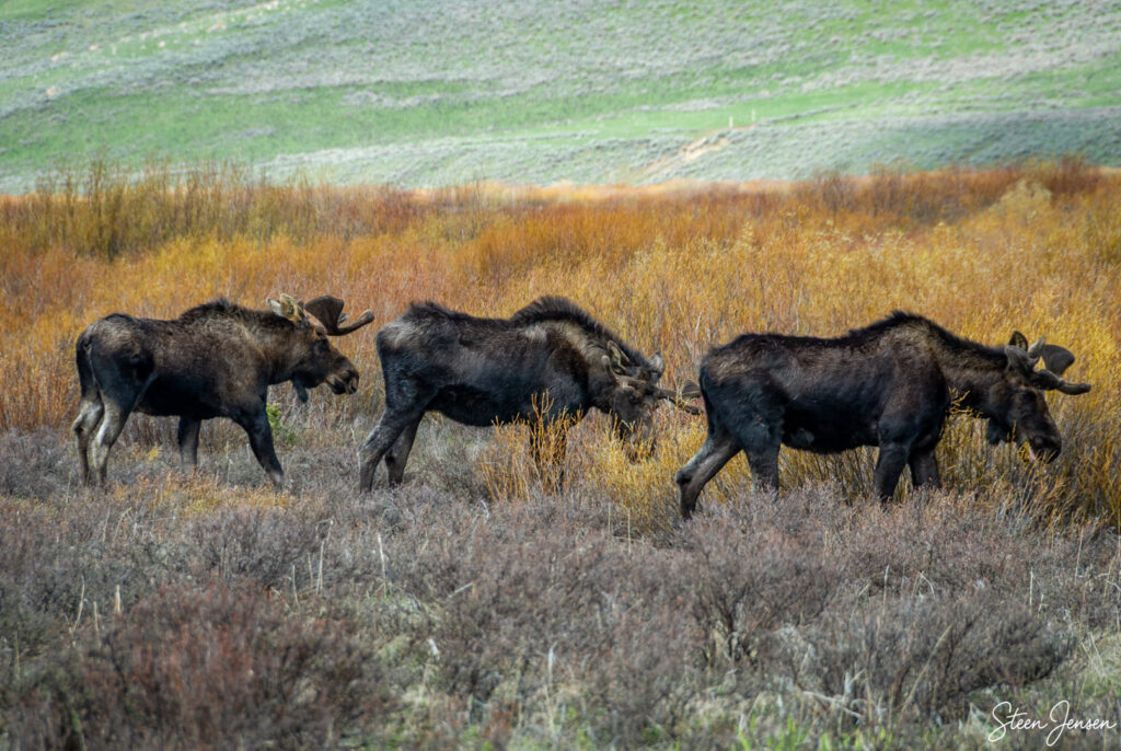 Wyoming, elge