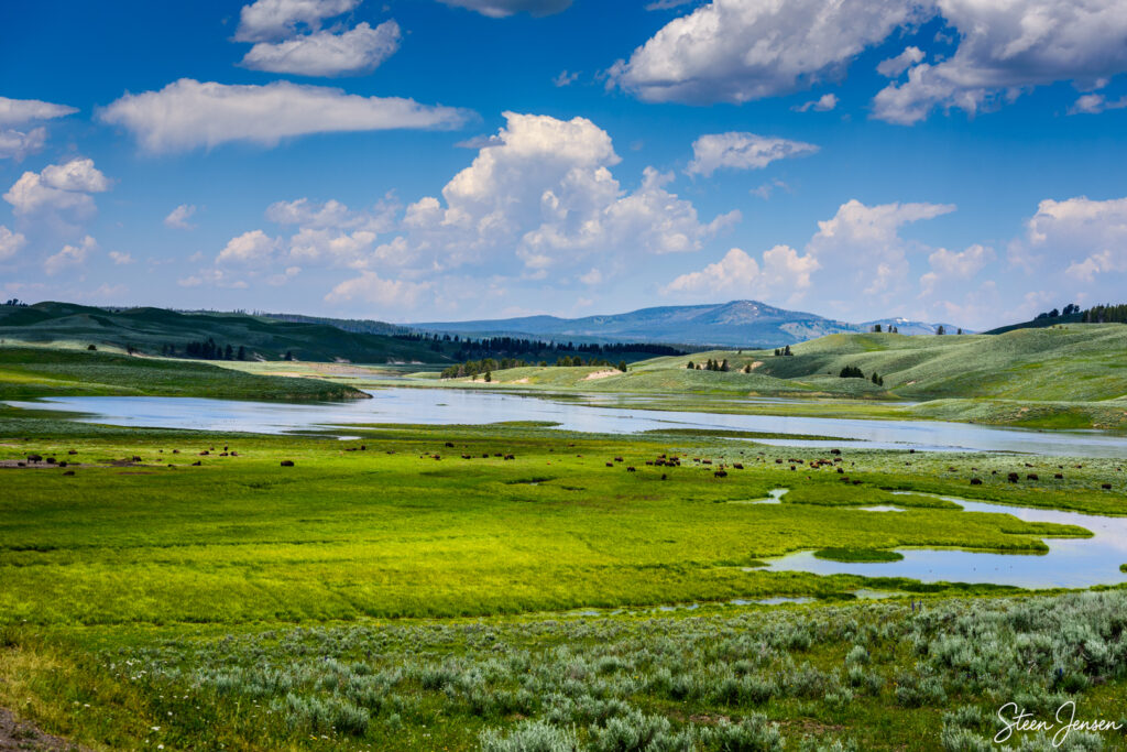 Yellowstone Hayden Valley 3