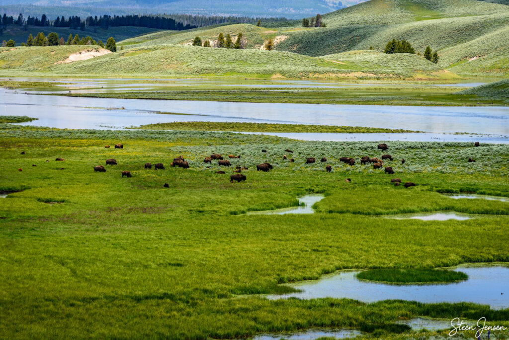 Yellowstone Hayden Valley 5
