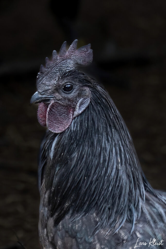 Ayam-Cemani