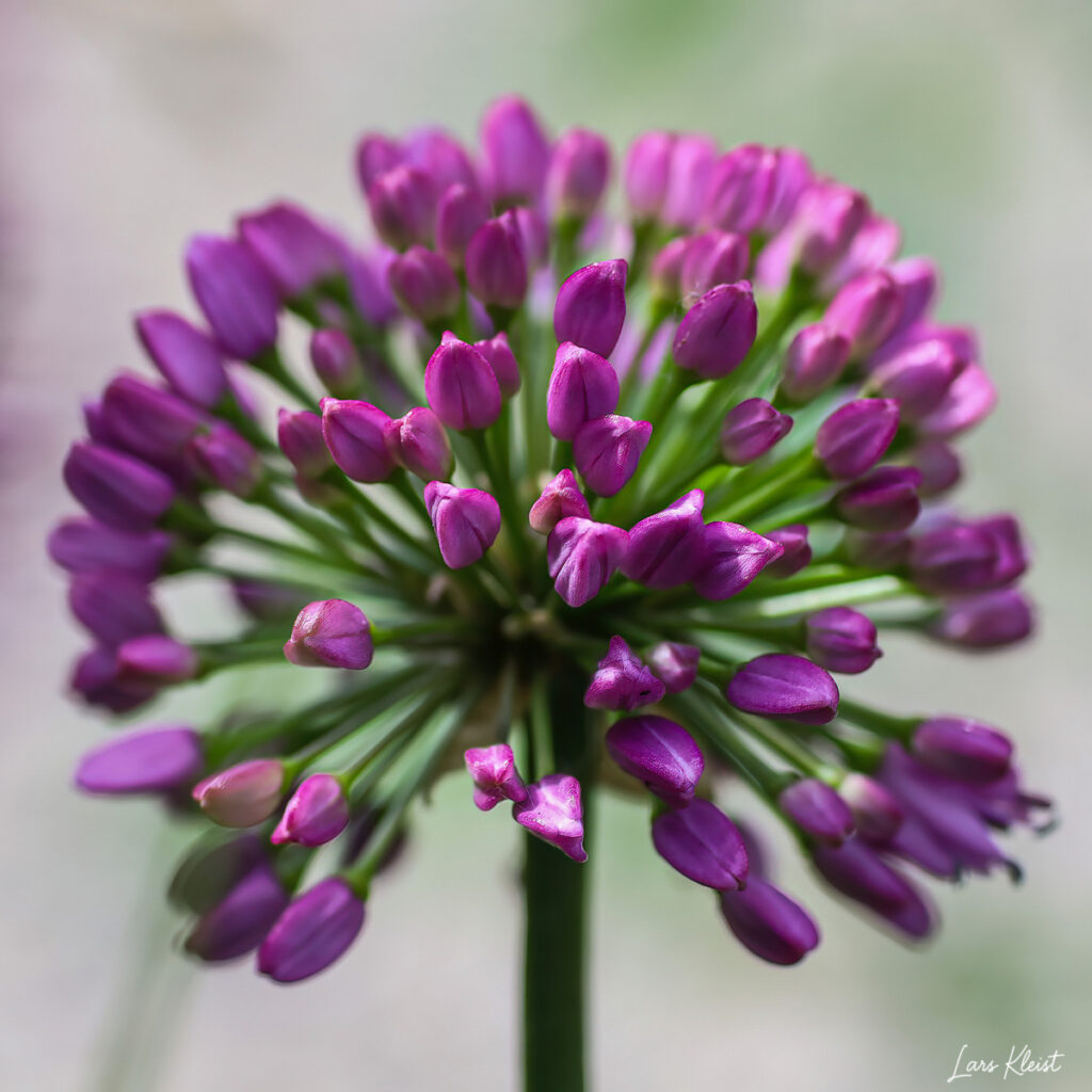 Blomst-1