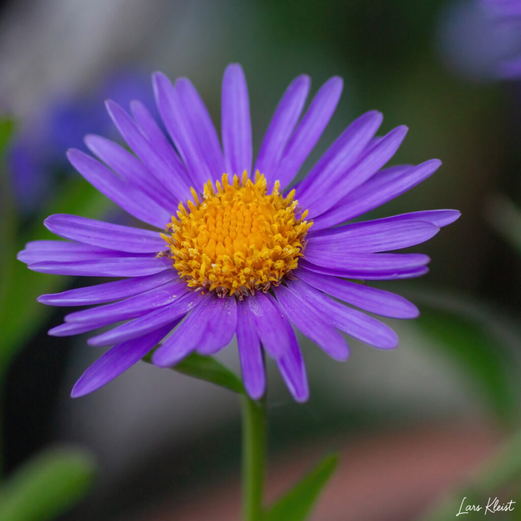 Blomst-2