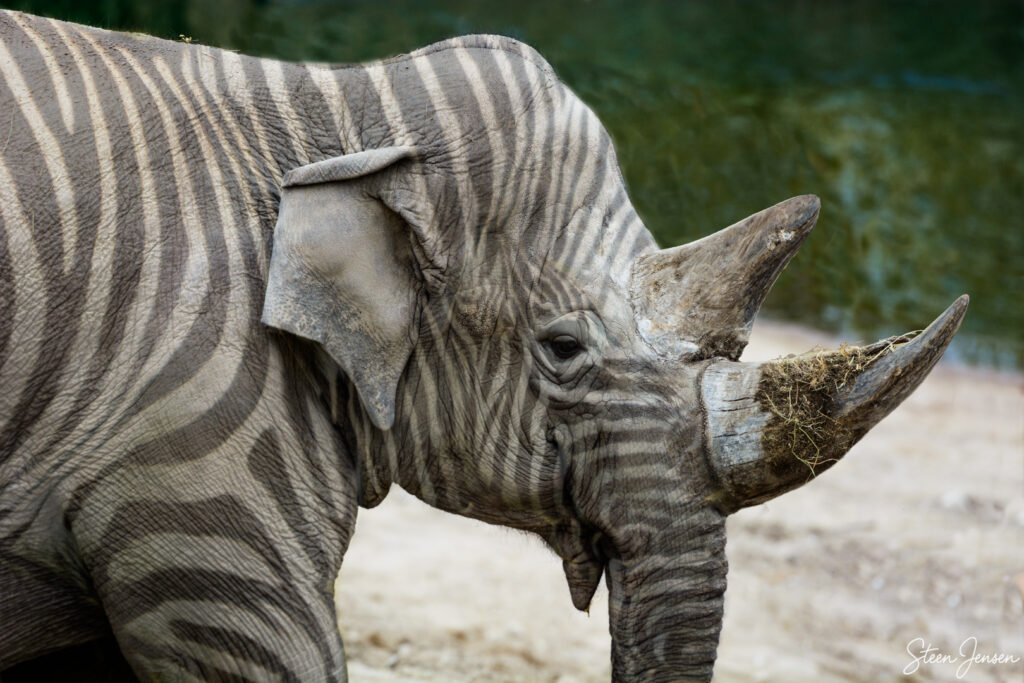 Zebrafanthorn