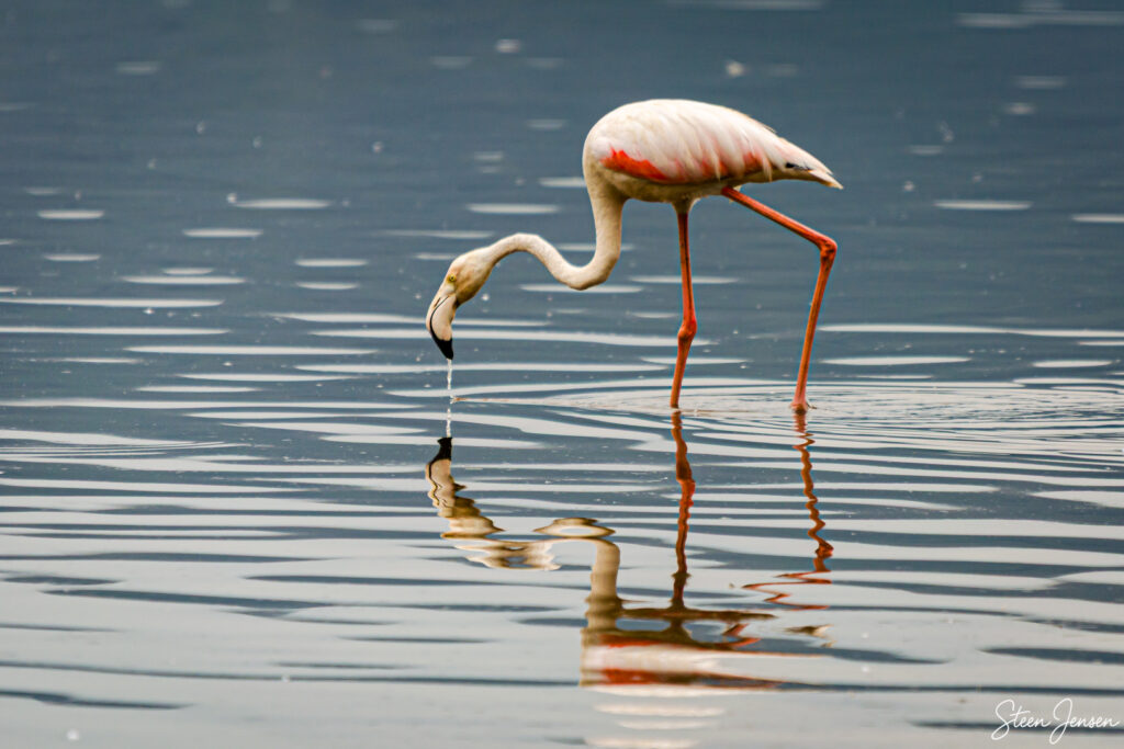 Flamingo