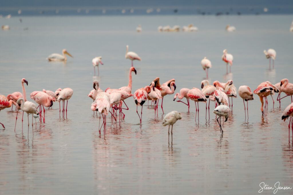 Flamingo 2