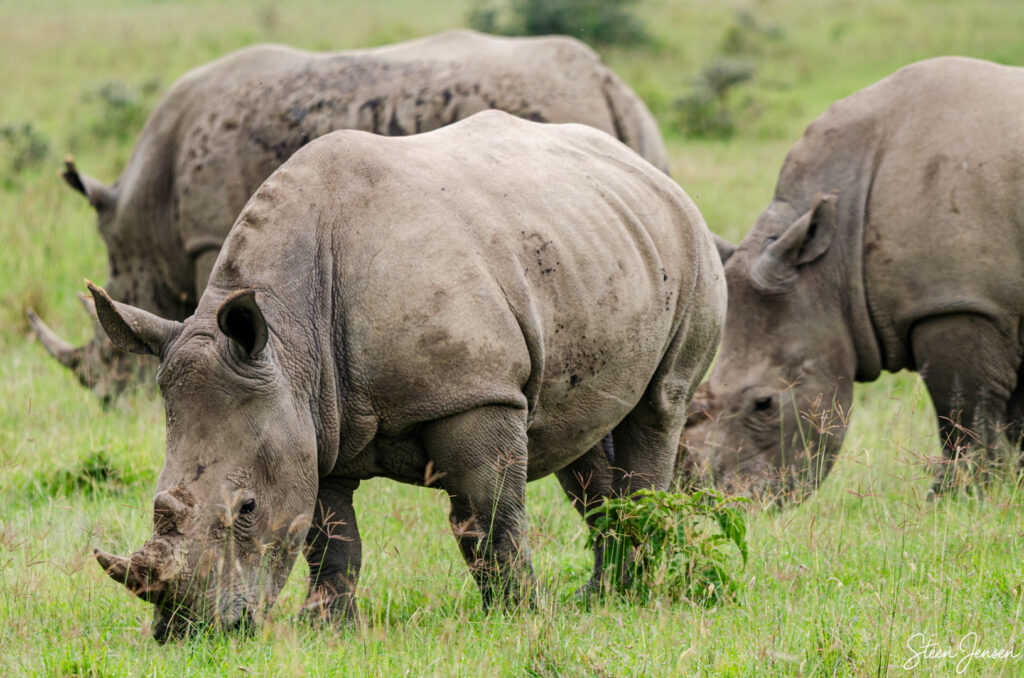 Hvidt næsehorn/White rhino