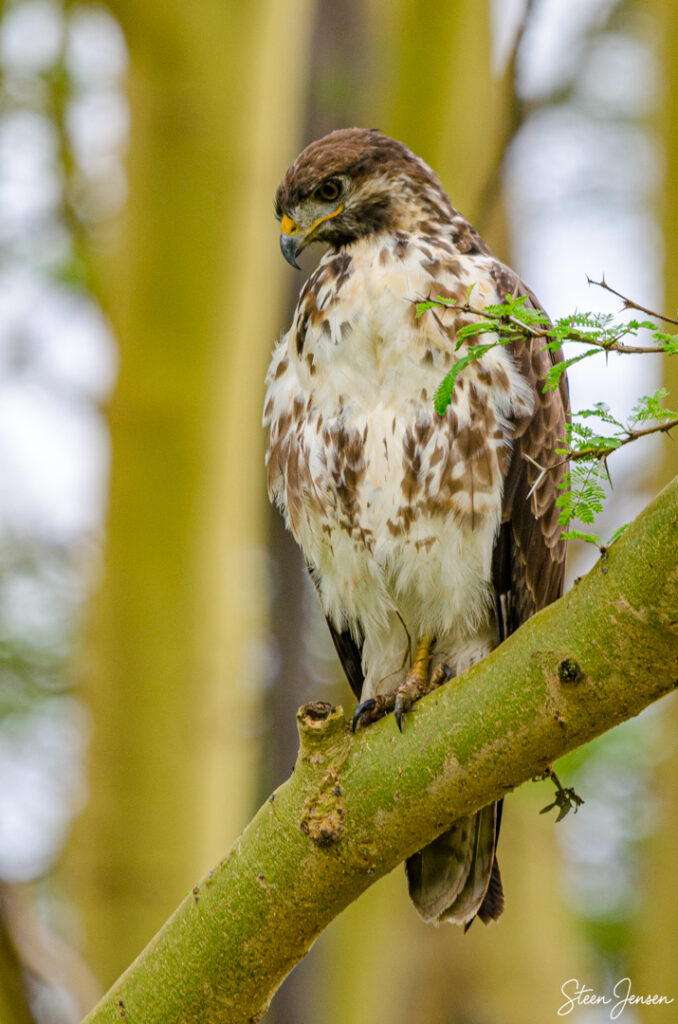 Augurvåge/Augur buzzard