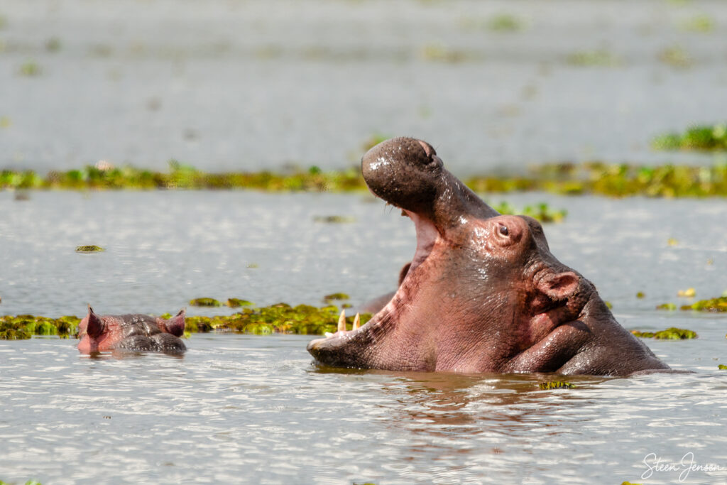 Flodhest/Hippo