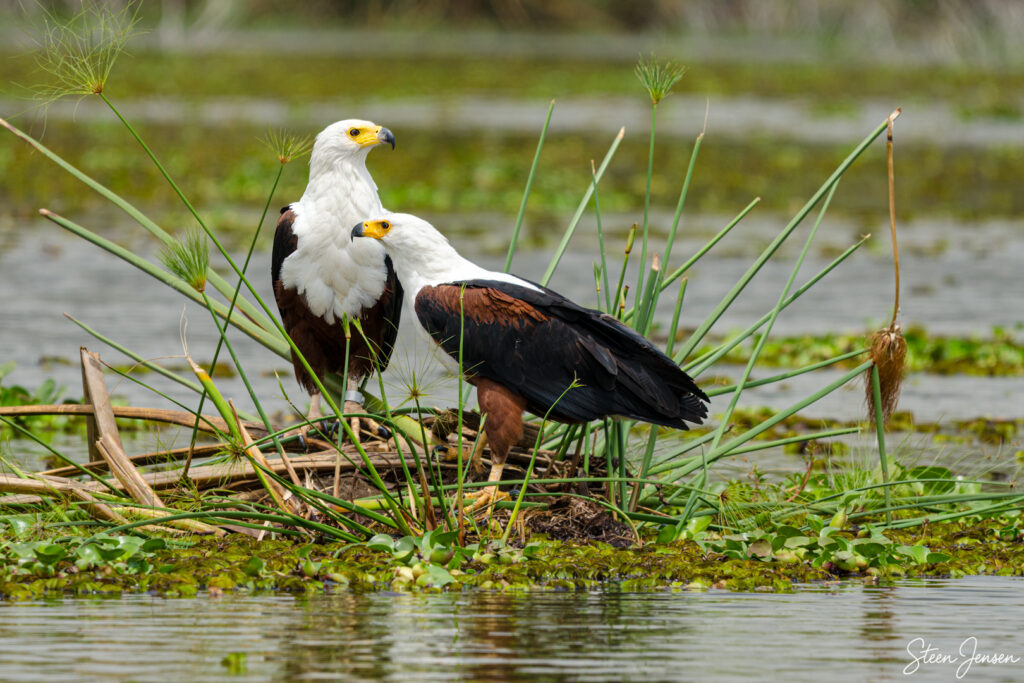 Afrikansk flodørn/African fish eagle