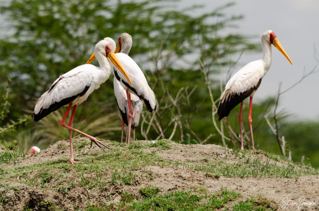 Afrikansk skovstork/Yellow-billed stork