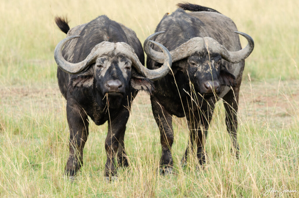 Bøffel/African buffalo