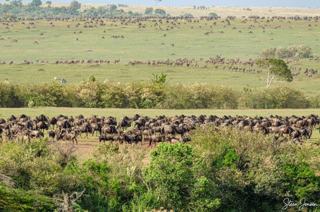 Gnu og zebra/Wildebeest and zebra
