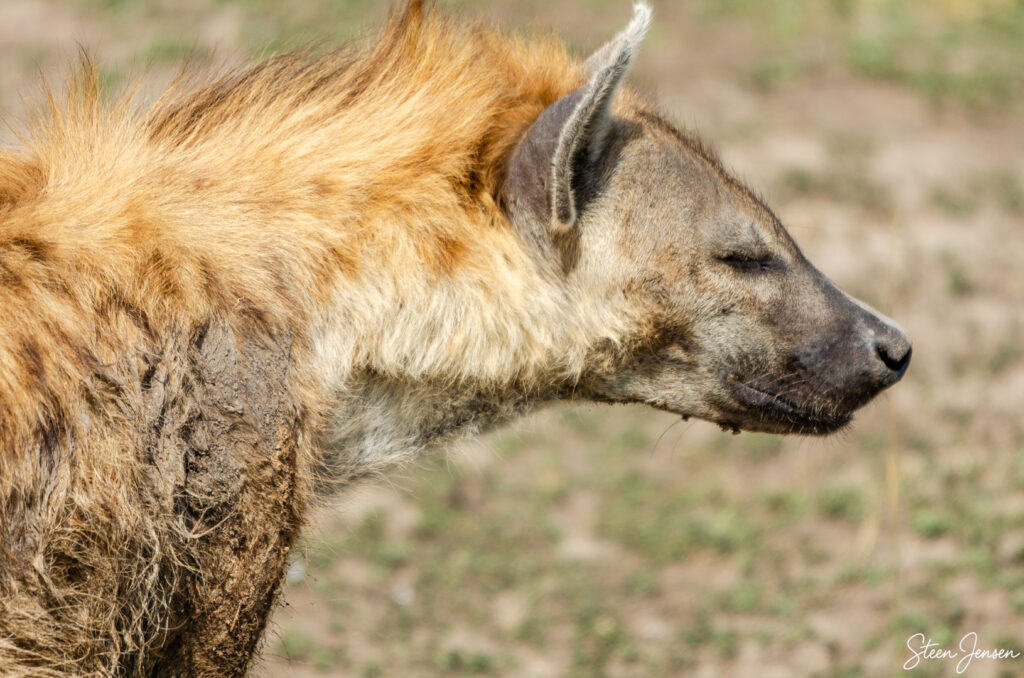 Plettet hyæne/Spotted hyena