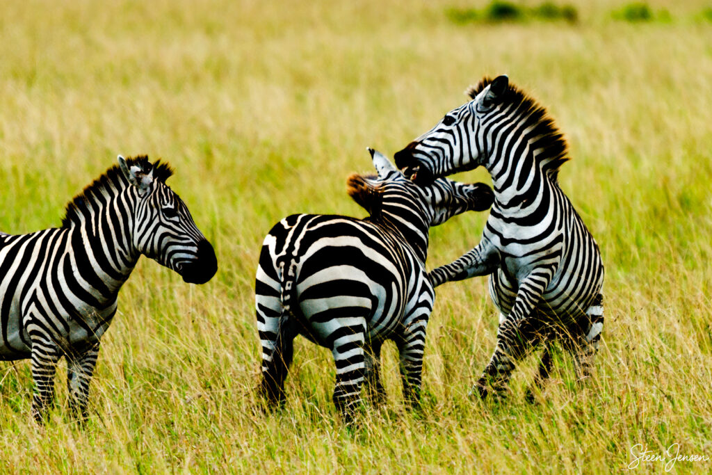 Almindelig zebra/Common zebra