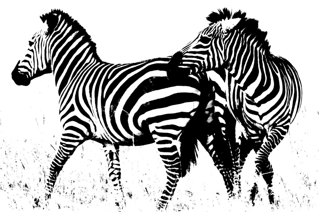 Almindelig zebra/Common zebra sh