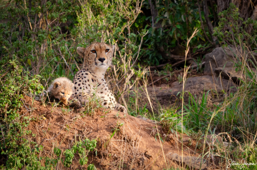Gepard/Cheetah 2