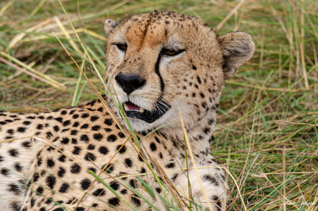 Gepard/Cheetah 1