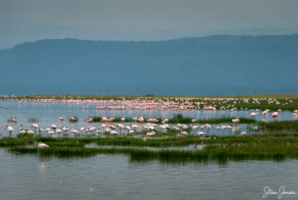Flamingo
