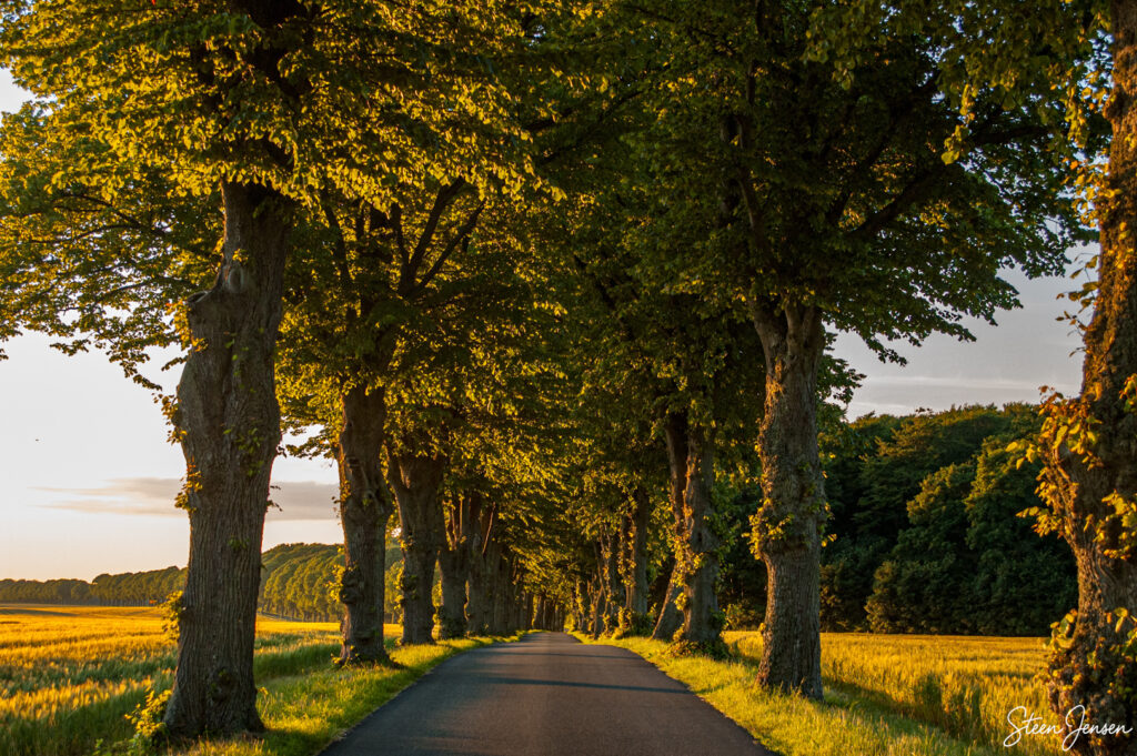 Vallø alleen 1