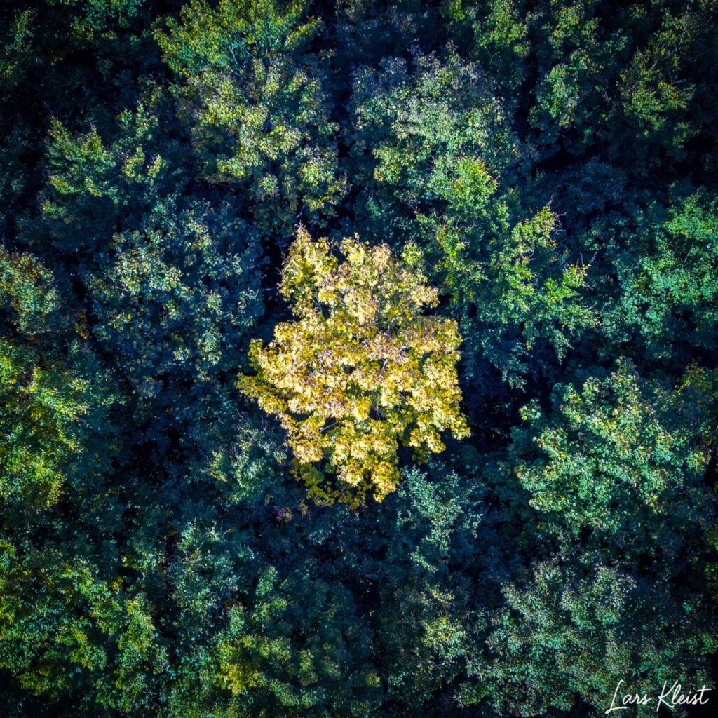 Efterårsskov 1 fra drone