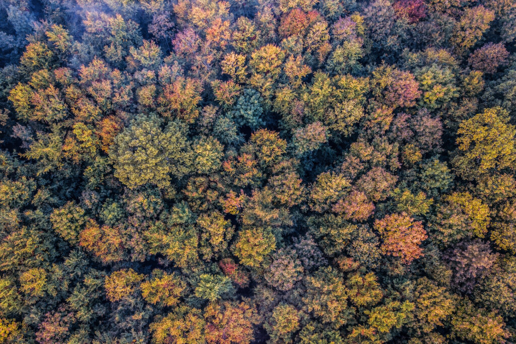 Efterårsskov 2 fra drone