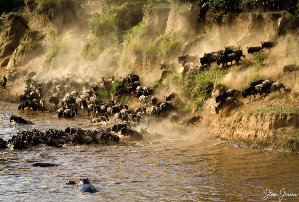 Gnu og zebra/Wildebeest and zebra krydser Mara floden