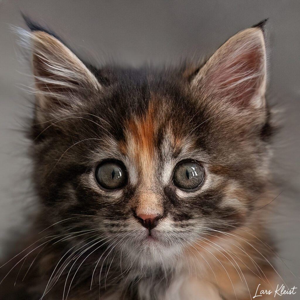 Kattekilling