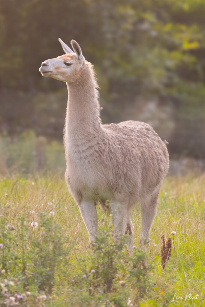 Lama-modlys