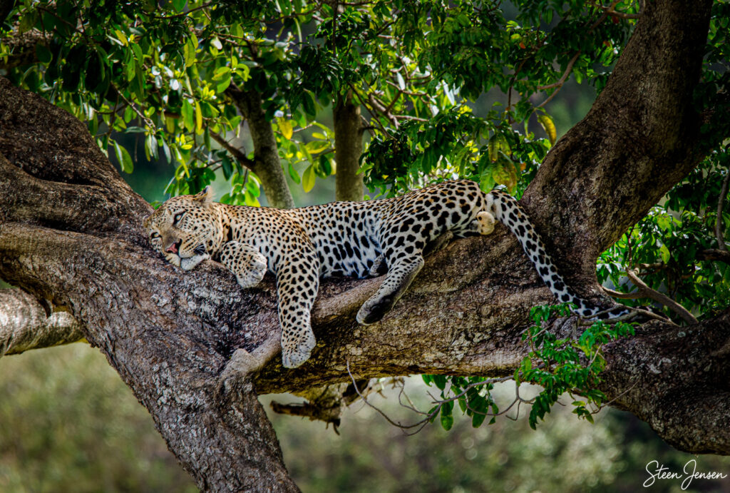 Leopard