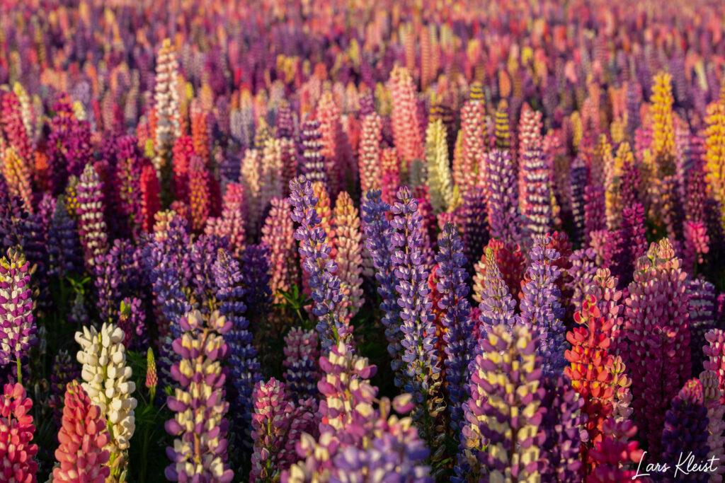 Lupiner-1