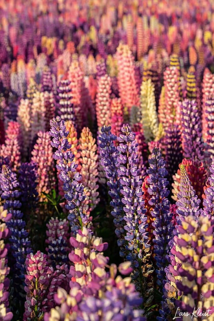 Lupiner-3