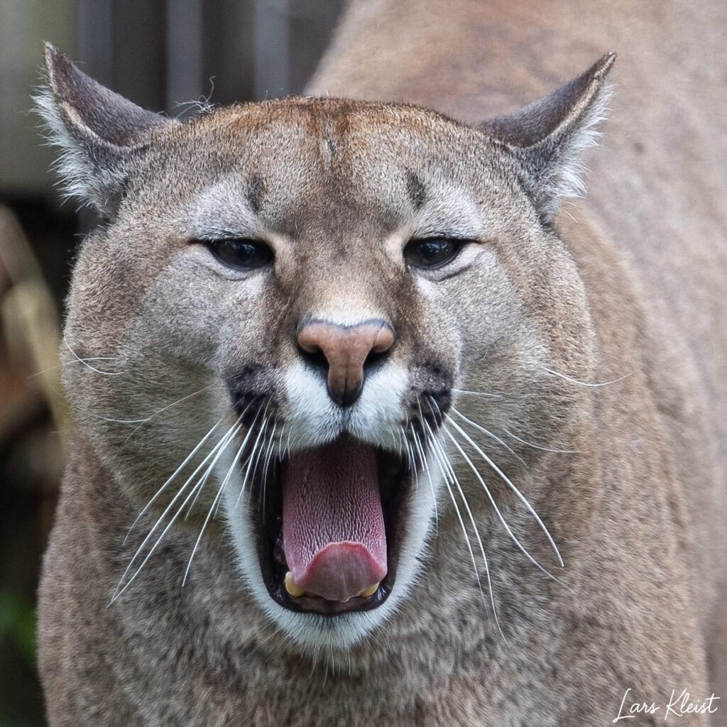 Puma