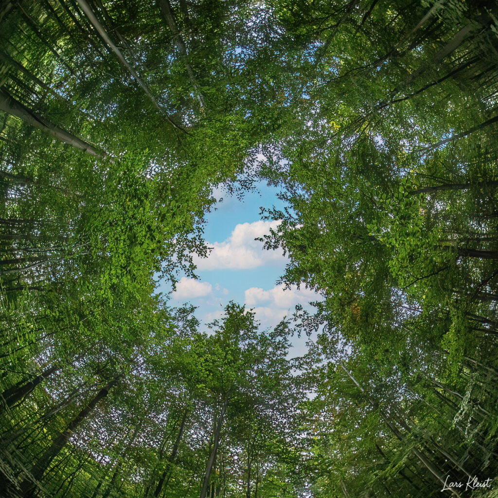 Skov-set-mod-himlen