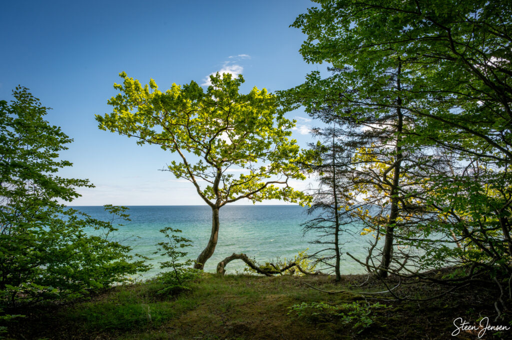 Fanefjord Skov