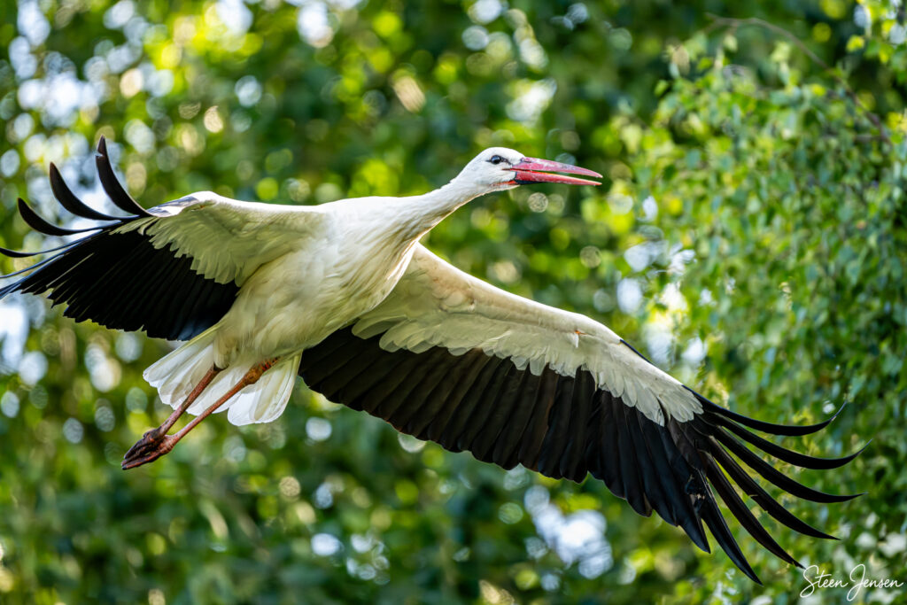 Stork, Kværkeby Fuglereservat