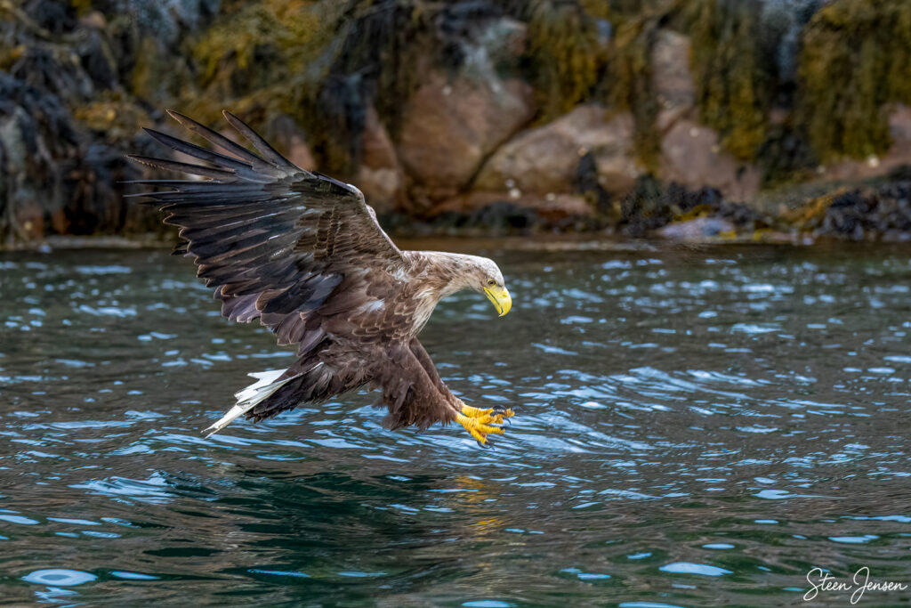 Havørn Lofoten 2