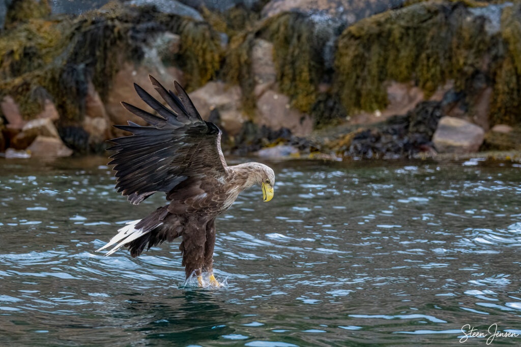 Havørn Lofoten 3