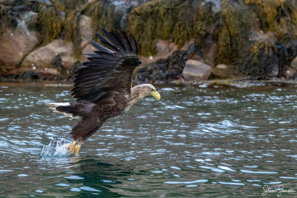 Havørn Lofoten 9