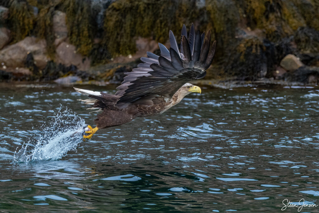Havørn Lofoten 4
