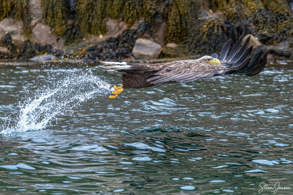 Havørn Lofoten 5
