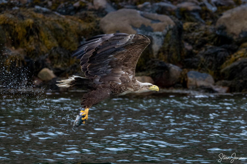 Havørn Lofoten 6