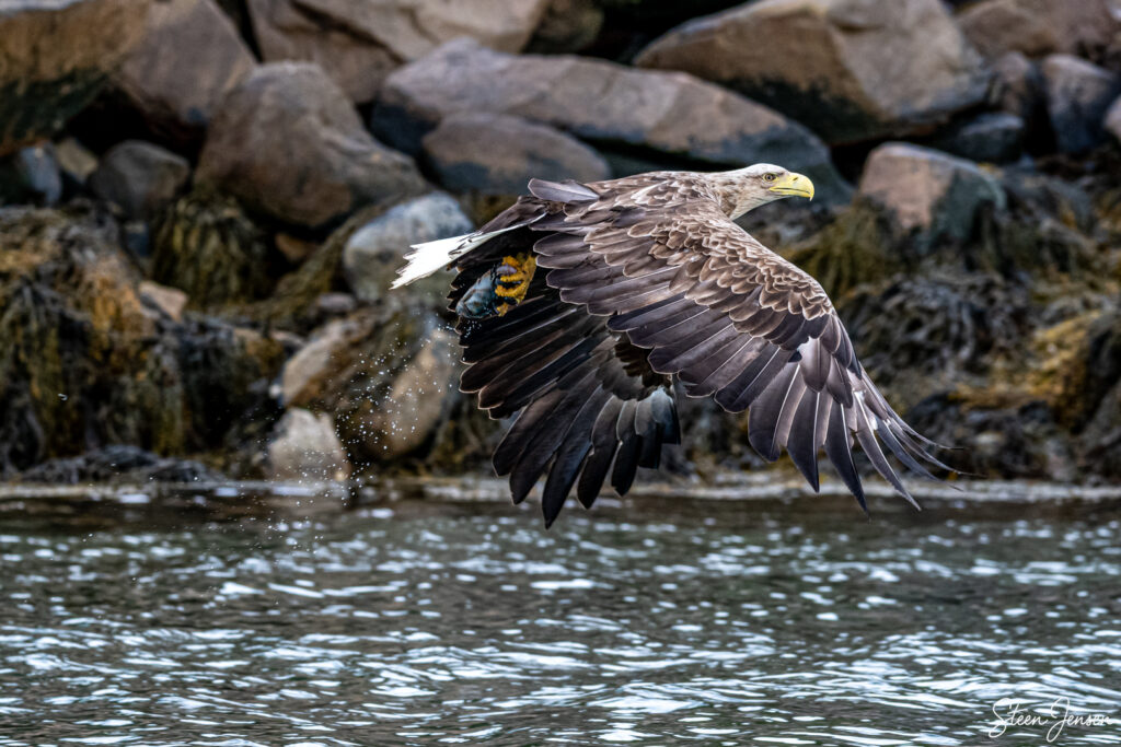 Havørn Lofoten 8