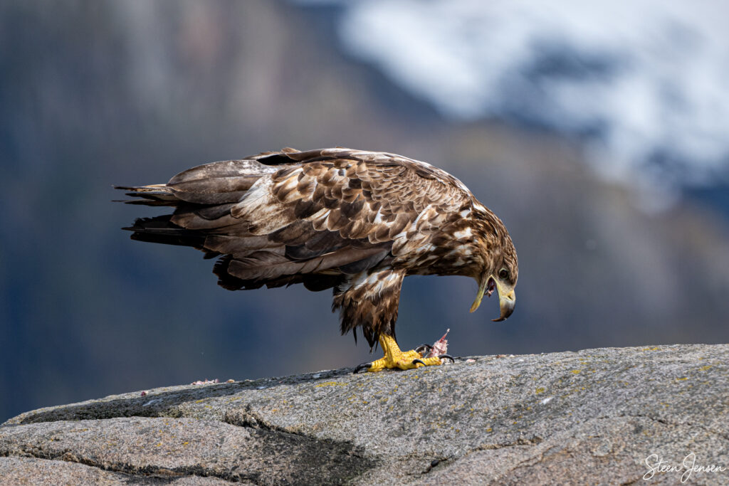 Havørn Lofoten 7