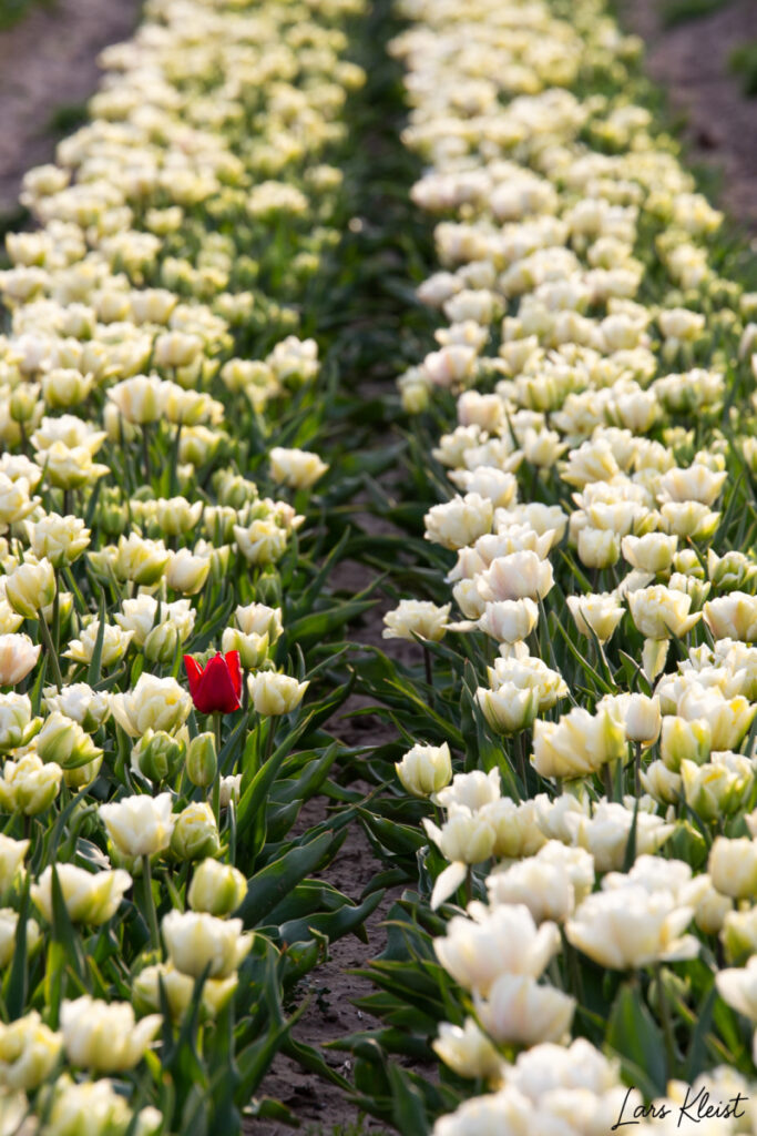 enlig-roed-tulipan