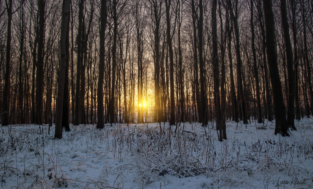 Skov-med-sne-i-solnedgang